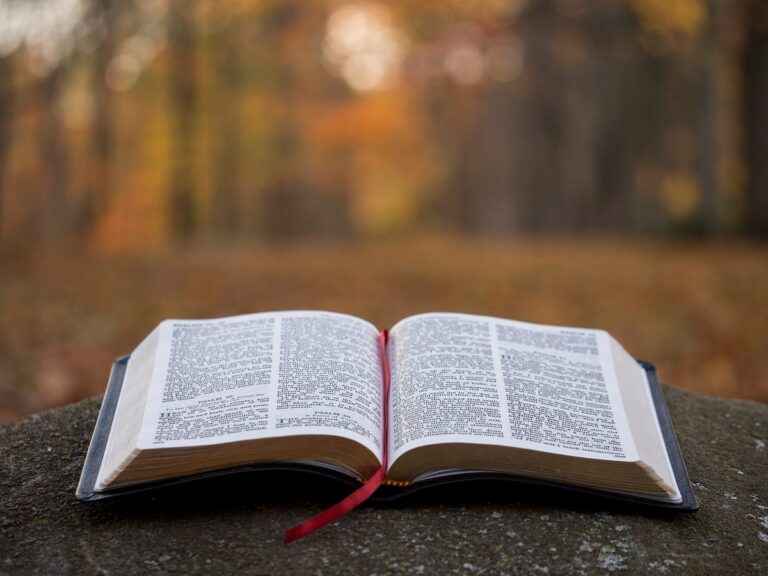 An open bible on a stump looking over some trees.